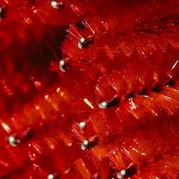 PRP Hair Restoration